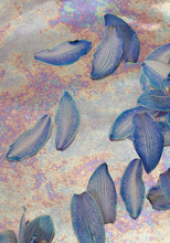 Load image into Gallery viewer, NELLY RODI PRINTS & PATTERNS SS2021